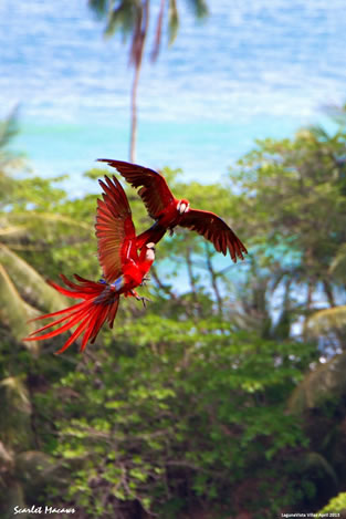Fighting Macaws